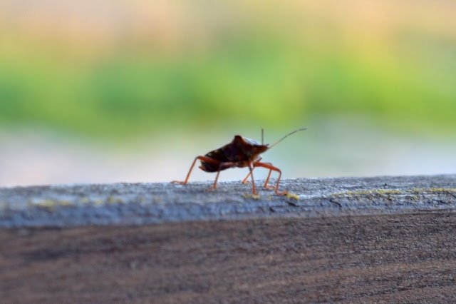 beige-colored and red