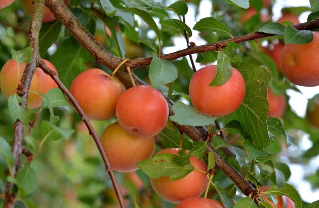 beige-colored and red