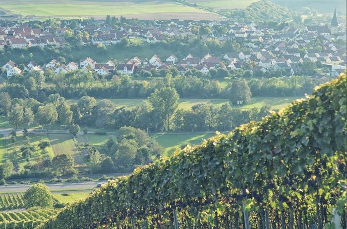 landscape of vineyards