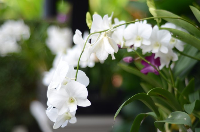 travel: sPA time @Radisson Blu Phuket